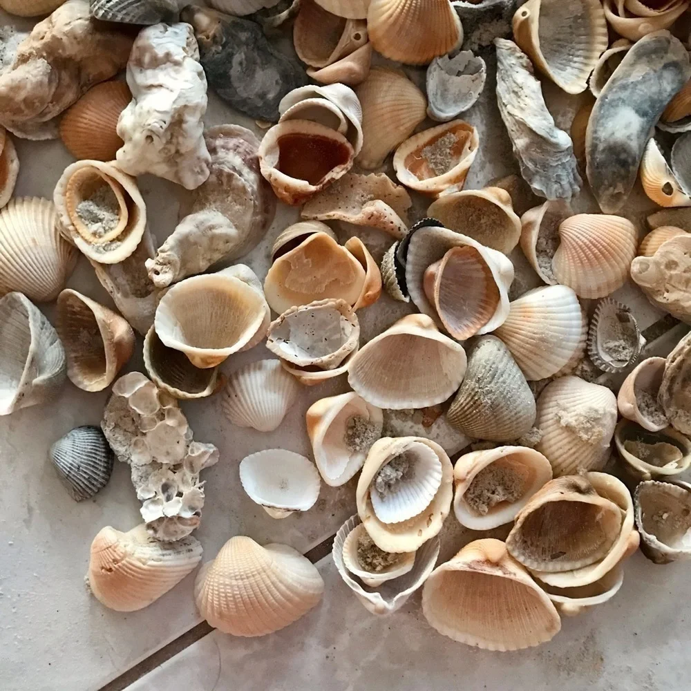 Custom shell bundle — PLEASE READ - Picture 13 of 16